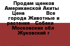 Продам щенков Американской Акиты › Цена ­ 25 000 - Все города Животные и растения » Собаки   . Московская обл.,Жуковский г.